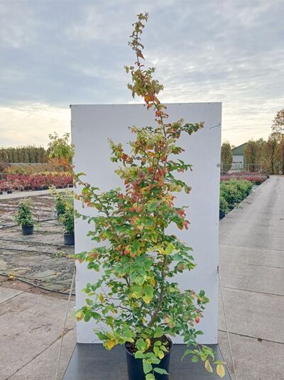 Parrotia persica (Eisenholzbaum), Parrotie 175-200 cm C20, aufrechter Strauch mit grün-rotem Laub im Container