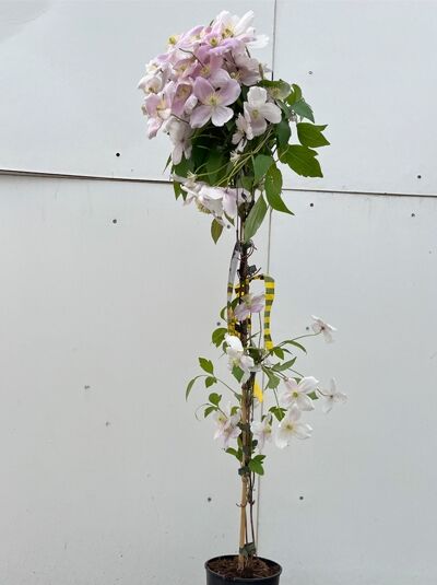 Berg-Waldrebe 'Pink Perfection' - Clematis montana 'Pink Perfection'