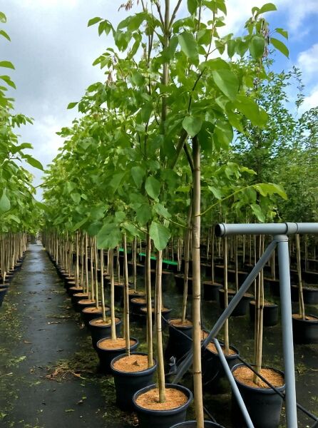 Juglans regia 'Seifersdorfer Runde' / Gemeine Walnuss 'Seifersdorfer Runde' Hochstamm im Container mit grünem Laub.