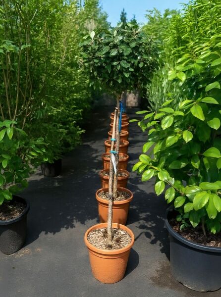 Wintergrüne Ölweide (Elaeagnus ebbingei) Kugel auf Stamm, ca. 80 cm Stamm, im Topf C20 mit kugeliger Krone.