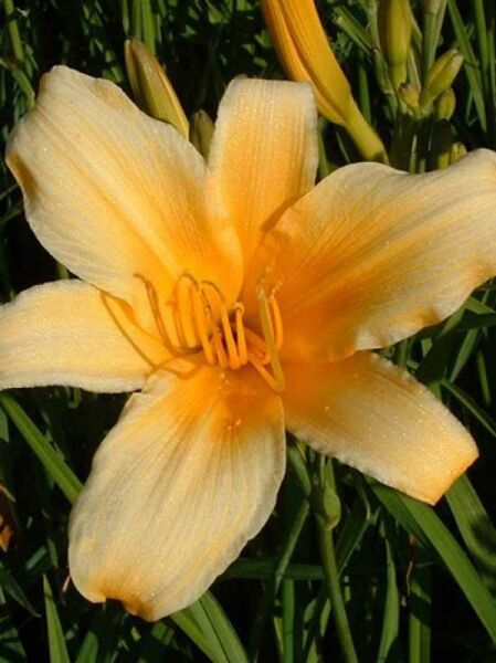 Taglilie 'Morgenstern' / Hemerocallis cultorum 'Morgenstern'