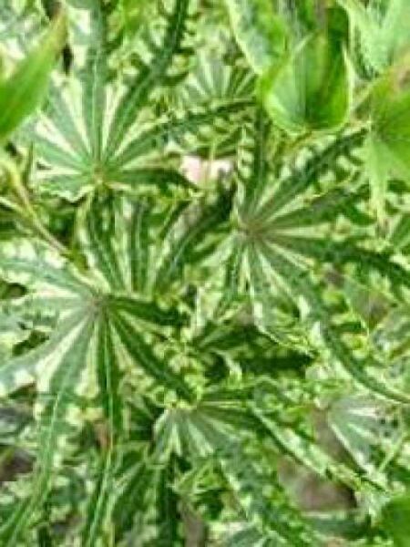 Acer palmatum 'Higasayama' / Japanischer Fächerahorn 'Higasayama'