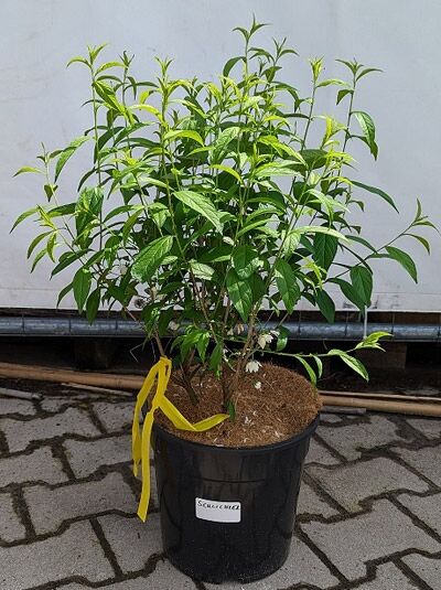Prunus glandulosa 'Alba Plena' / Weiße Zwergmandel 40-60 cm C3 im Pflanztopf, mehrtriebiger Strauch mit grünen Blättern