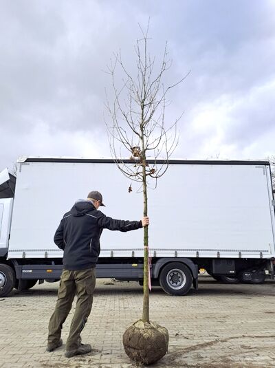 Quercus petraea (Trauben-Eiche/Winter-Eiche) Hochstamm 14-16 StU mit Drahtballen, schlanker Stamm mit Krone, Ballenware.