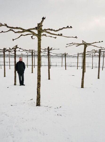 Platanus acerifolia, Dach-Platane in Dachform, hochstämmig mit Kronengerüst im Winter, im Feldbestand.