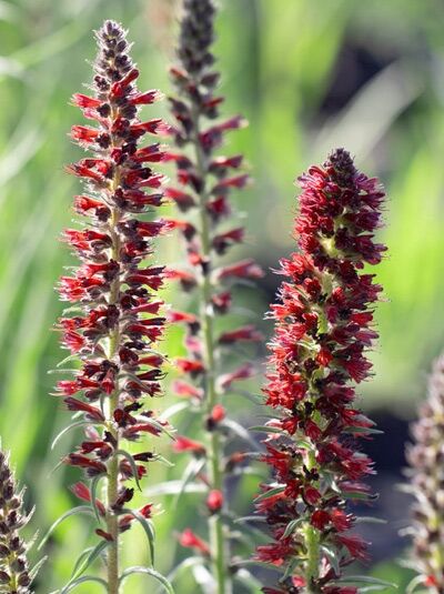 Echium amoenum Natterkopf 'Red Feathers' mit aufrechten roten Blütenkerzen und behaarten Stängeln im Detail.