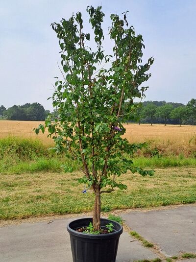Kornelkirsche / Herlitze / Dirlitze - Cornus mas (876285)