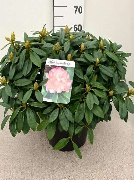 Rhododendron 'Percy Wiseman' (Rhododendron yakushimanum) 50-60 cm C10, kompakter Strauch im Topf mit grünen Blättern und Knospen