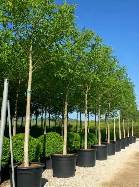 Juglans regia (Gemeine Walnuss) Hochstamm 25-30 StU im Container, Jungbaum mit geradem Stamm und grüner Krone in Reihe.