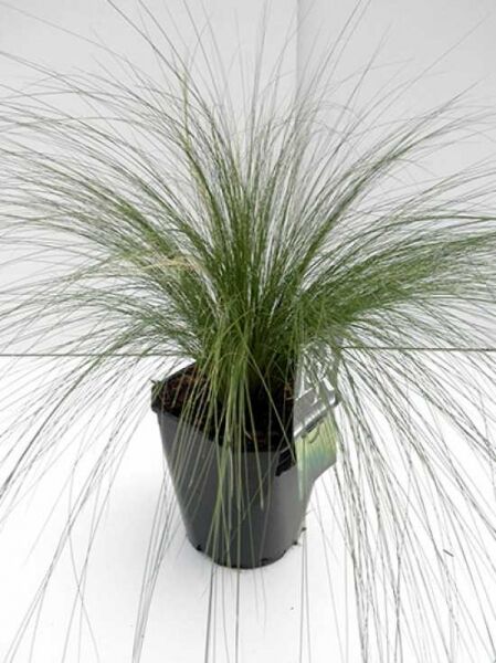 Stipa tenuissima 'Ponytails' (Nassella tenuissima) Frauenhaargras im Topf C5, feines, überhängendes Ziergras mit schmalen Halmen