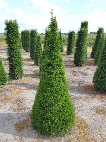 Taxus baccata 'Kegel' (Heimische Eibe) als kegelförmiger Solitär, immergrün, ca. 180–200 cm hoch, 70–80 cm breit unten