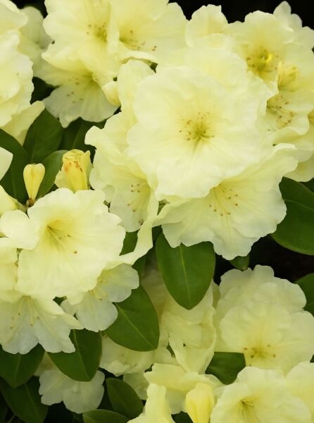 Rhododendron Hybride 'Cream Crest' (Rhododendron 'Cream Crest') mit cremegelben Blüten und grünen, elliptischen Blättern