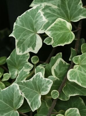 Weigrner Efeu 'Glacier' - Hedera helix 'Glacier' - Baumschule NewGarden