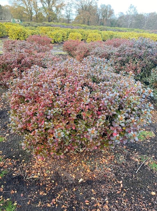 Japanische Azalee 'Babuschka' (Nr.1418) - Rhododendron obtusum 'Babuschka'  -R- 80-90 cm breit x 60-70 cm hoch