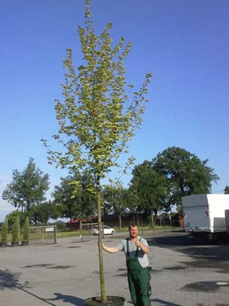 Spitz-Ahorn 'Drummondii' (Acer platanoides 'Drummondii') Hochstamm 18-20 StU im Container, junger Baum mit Laubkrone.