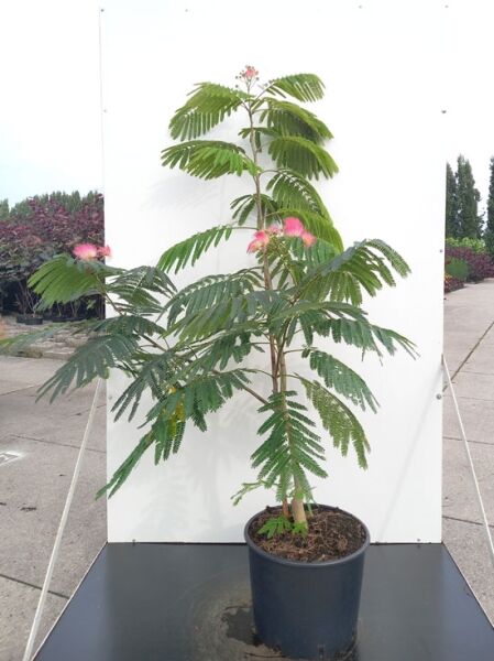 Seidenbaum 'Ombrella'  / Albizia julibrissin 'Ombrella' / Albizia julibrissin 'Boubri'