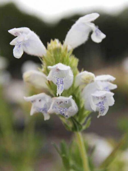 Drachenkopf 'Fuji White' / Dracocephalum argunense 'Fuji White'