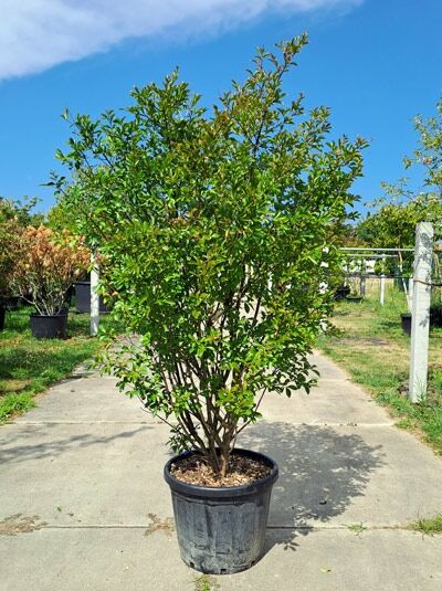 Kreppmyrte / Kräuselmyrte 'Purple Star' mehrstämmig / Lagerstroemia indica 'Purple Star' (876197)