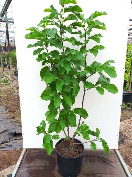 Magnolia 'Daybreak' / Magnolie 'Daybreak' 175-200 cm C20, mehrstämmige Pflanze im Container mit grünem Laub.