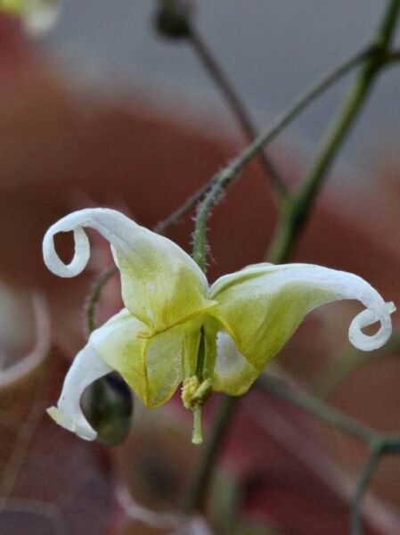 Elfenblume 'Sphinx Twinkler' / Epimedium cultorum 'Sphinx Twinkler'