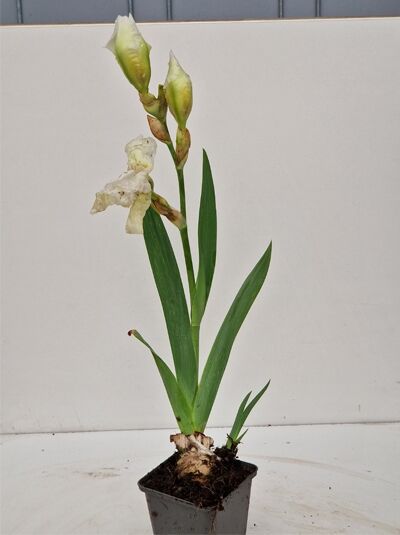 Hohe Bart-Iris Iris barbata-elatior 'Snow Mount' P9 im Topf mit weißen Blüten, Knospen und schwertförmigen Blättern