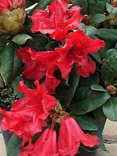 Rhododendron 'INKARHO Scarlet Wonder' / Rhododendron repens 'INKARHO Scarlet Wonder'