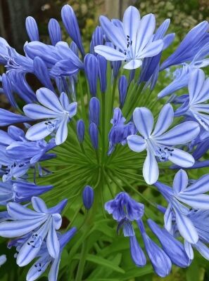 Blaue Afrikanische Schmucklilie 'Donau' - Agapanthus africanus 'Donau'