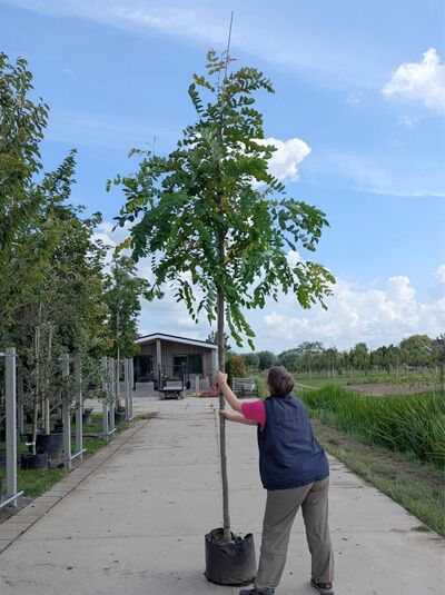 Robinia margaretta 'Casque Rouge' / Robinie 'Casque Rouge', rotblühende Akazie Hochstamm 12-14 StU im Container mit grünem Laub