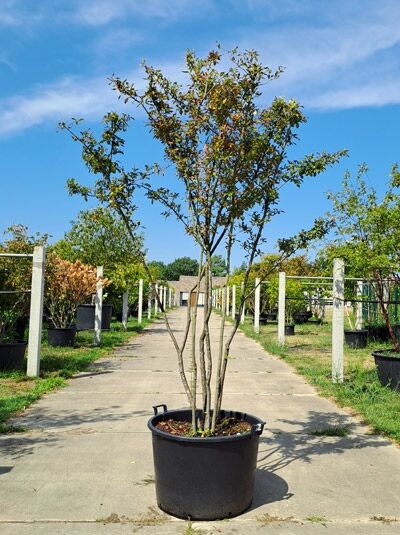 Scharlach-Glanzblattmispel - Photinia villosa (1567625)