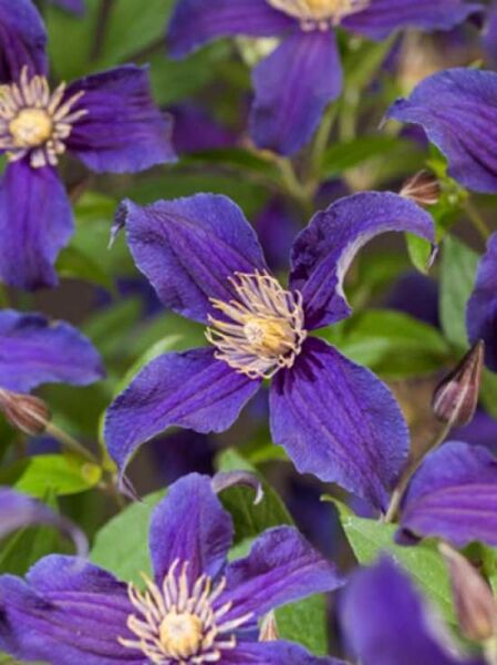 Waldrebe 'So Many Blue Flowers' / Clematis Hybride 'So Many Blue Flowers' PBR