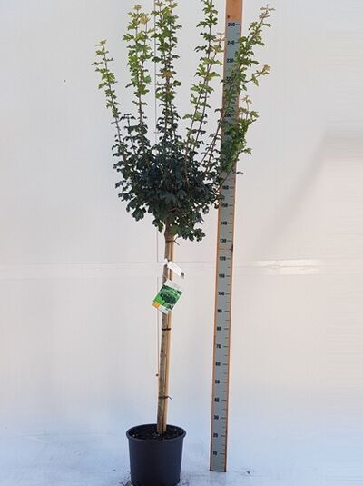 Kugel-Feldahorn Acer campestre 'Nanum', 120 cm Stamm, C10-Topf, Hochstamm mit kugeliger Krone und grünen Blättern