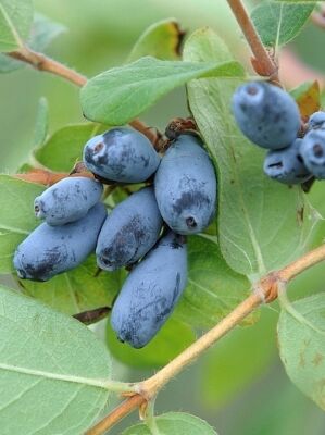 Kamtschatka-Heckenkirsche 'Leningradsky Velikan' - Lonicera caerulea  kamtschatica 'Leningradsky Velikan'