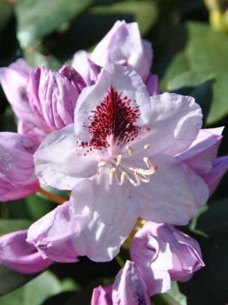 Rhododendron Hybride 'INKARHO Humboldt' / Rhododendron 'INKARHO Humboldt'