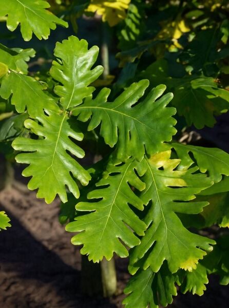 Ungarische Eiche 'Trump' / Ungarische Eiche 'Trump'