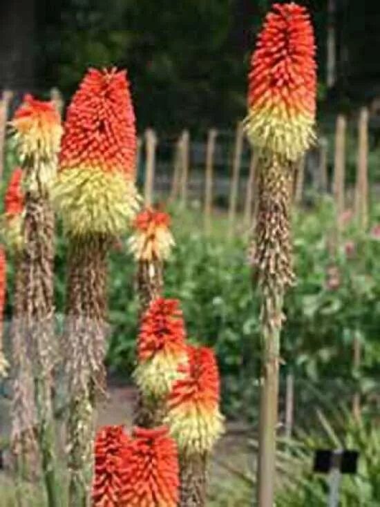 Kniphofia uvaria / Kniphofia uvaria