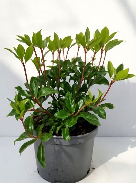 Cistus pulverulentus 'Sunset' / Zistrose 'Sunset', 25-30 cm, C4-Topf, grüne Blätter an rötlichen Trieben als Topfpflanze.