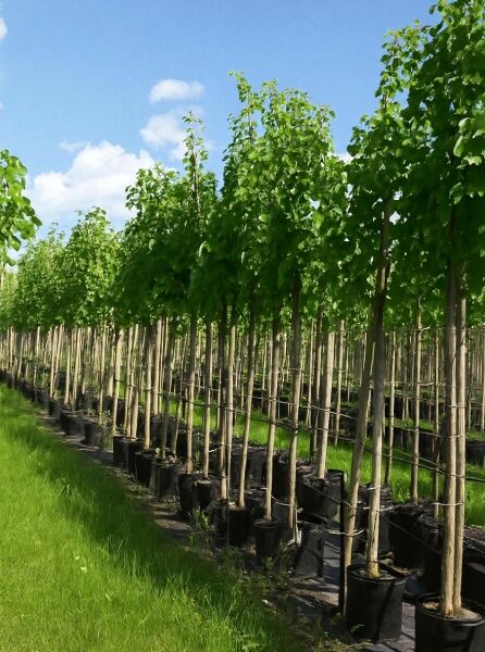 Tilia cordata (Winter-Linde) Hochstamm 12-14 StU im Container, Reihe junger Bäume mit Stützpfählen in der Baumschule