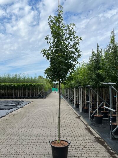 Amberbaum 'Jason' / Amerikanischer Amberbaum 'Jason' / Liquidambar styraciflua 'Jason'