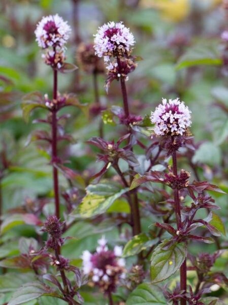 Frucht Minze 'Lemon' / Mentha x piperita ssp. citrata 'Lemon'