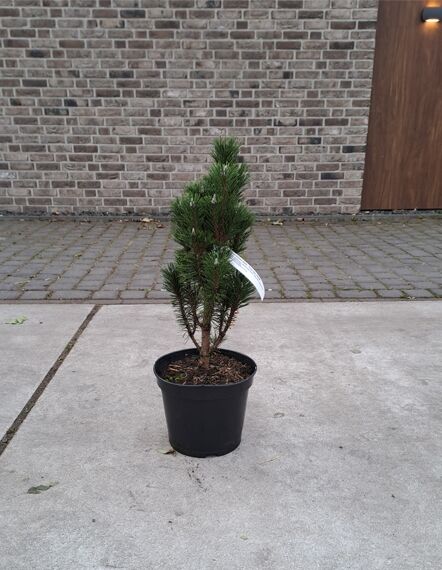 Kleine Säulen-Schwarz-Kiefer &#039;Komet&#039; / Pinus nigra &#039;Komet&#039;