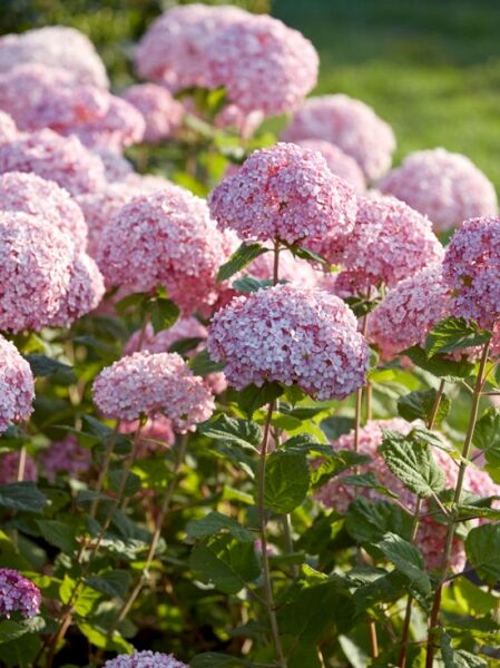 Schneeball-Hortensie 'Sweet Annabelle' ® / Hydrangea arborescens 'Sweet Annabelle' ®