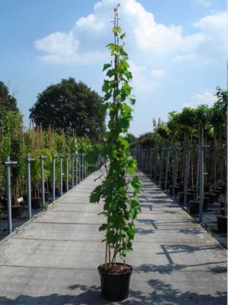 Vitis 'Vroege van der Laan' / Weintraube 'Vroege van der Laan', Kletterpflanze im Topf, 175-200 cm, C10