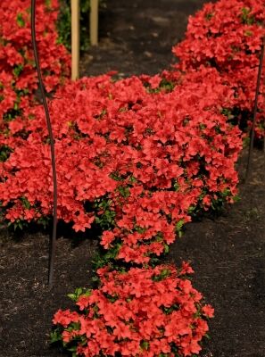 Orange blhende Rhododendron und Azaleen gnstig kaufen
