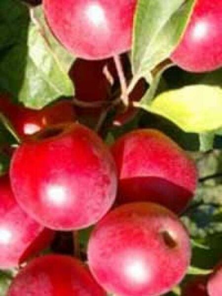 Zierapfel 'Gorgeous' / Malus 'Gorgeous'