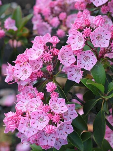Kalmia latifolia 'Pink Supreme' / Lorbeerrose 'Pink Supreme' / Berglorbeer 'Pink Supreme'