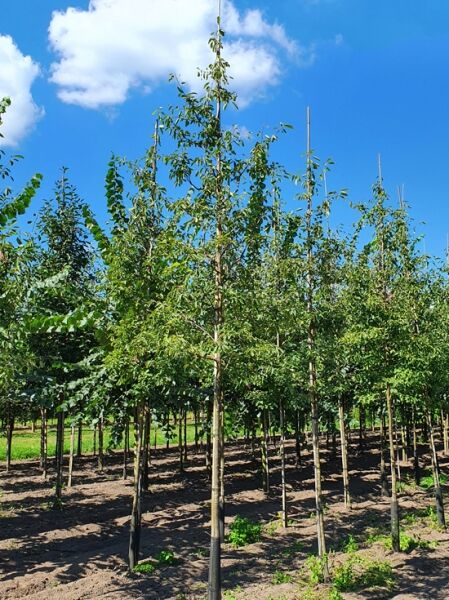 Kahle Felsenbirne 'Ballerina' (Amelanchier laevis) Hochstamm 12-14 StU mit Stützpfahl, grünes Laub im Baumschulquartier