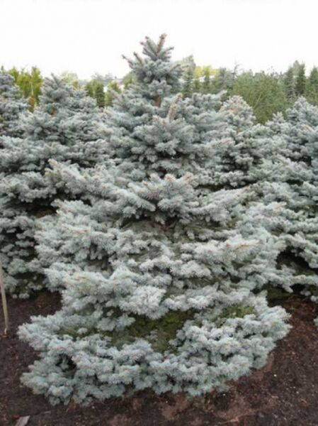 Picea pungens 'Montgomery' / Stech-Fichte 'Montgomery' 175-200 cm m. Db., kompakter Wuchs mit silbrig-blauen Nadeln