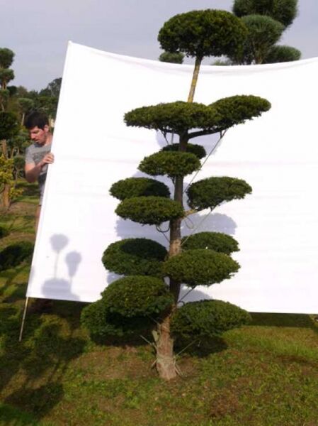Garten-Bonsai (0030) / Taxus baccata H: 240 cm B: 130 cm