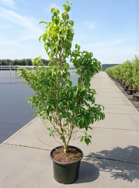 Japanischer Blumen-Hartriegel Cornus kousa 'Robert's Select', 150-175 cm, C20, mehrstämmiger Strauch im Topf mit grünem Laub