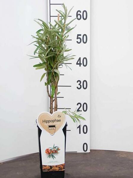 Sanddorn 'Leikora (w) + Pollmix (m)' / Sanddorn 'Leikora (w) + Pollmix (m)'